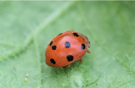 Figure 8.4.6. Adult of the phytophagous bryony ladybeetle,   Henosepilachna argus. Credit: Mike Maje- Maje-rus