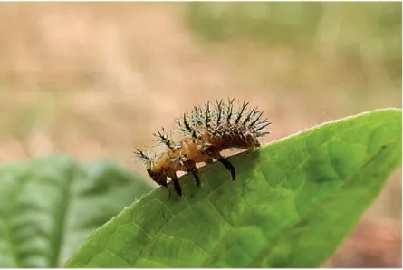 Figure 8.4.7. Larva of   Henosepilachna argus. Credit: Gilles San Martin