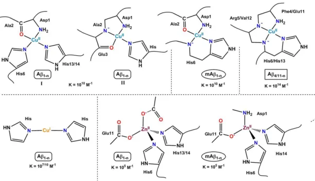 Figure 4. Metal ion coordination to several Aβ peptides and corresponding conditional affinity value at pH 7.4