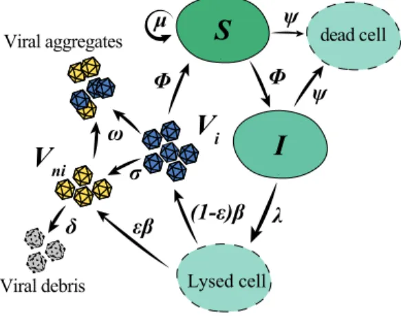 FIG. 1: Schematic representation of the model. Susceptible hosts S grow at a rate µ and become infected at a rate φ