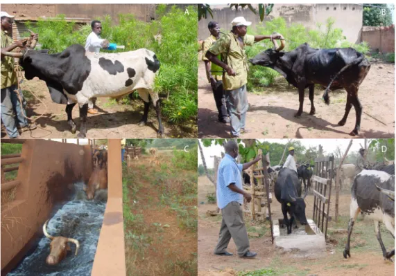 Figure 2. Insecticide treated cattle application methods. (A) Treatment of a zebu bull using a flumethrin pour  on in Burkina Faso (photo by J