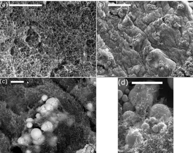 Figure 3. Scanning electron microscopy images of hydrogels. (a) Nonmagnetic  hydrogel; (b), (c) and (d) magnetic hydrogels containing 0.01 volume fraction  of  Fe-CC  particles