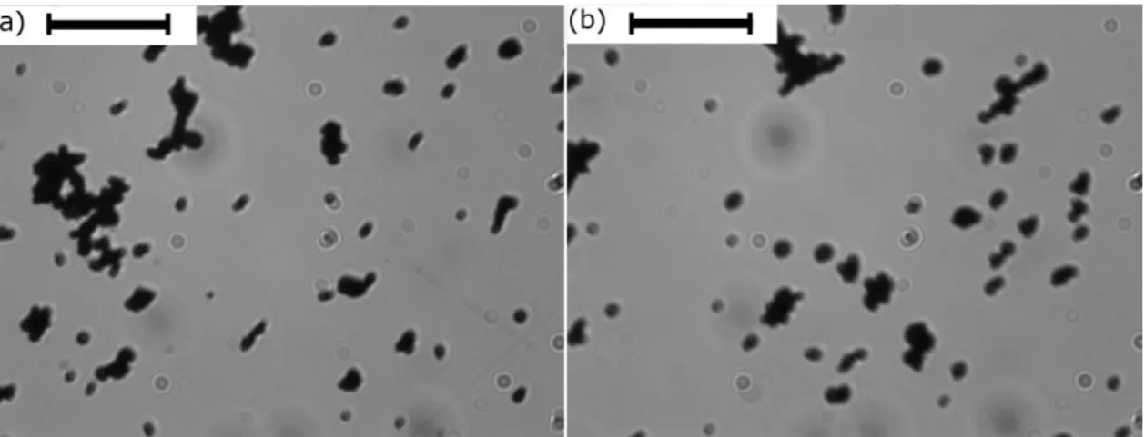 Figure 6. Optical microscopy images of diluted suspensions of Fe-CC particles  in water: (a) and (b) represent images of different aliquots