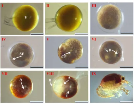 Figure 1.2.  Morphological development of Procambarus clarkii  embryos, being  classified into nine stages