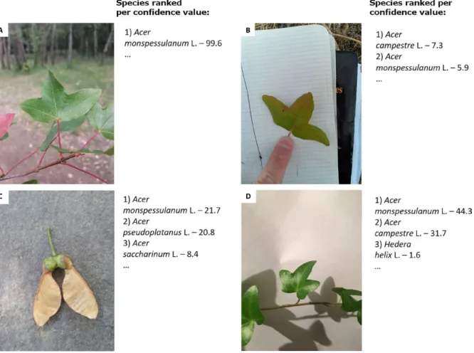 Figure 1 illustrates typical examples of identification errors for Acer  monspessulanum L