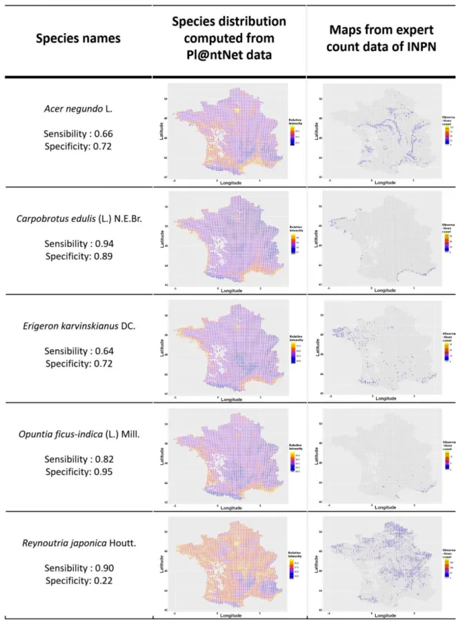 FIGURE 4.  Maps of species distribution models computed from Pl@ntNet data (based on p min (k max |x) = 70%) and of expert count data from the  Inventaire National du Patrimoine Naturel (INPN)