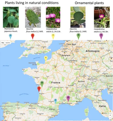 FIGURE 5.  Pl@ntNet observations with a species prediction score of more than 70% for plants living in natural conditions or cultivated for ornamen- ornamen-tal purpose.