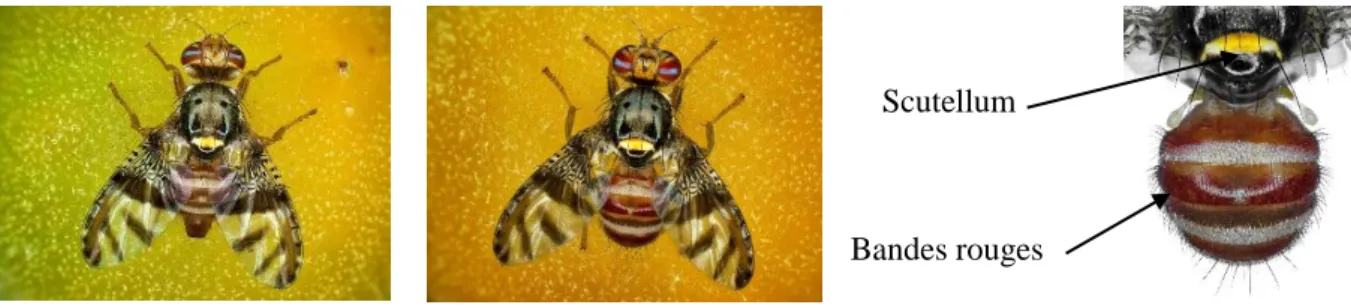 Figure 16. Femelle (photo de gauche) et mâle (photo du milieu) de N. cyanescens. Abdomen du mâle munis  de bandes rouges caractéristiques de cette espèce (Photos : © Antoine Franck- CIRAD)