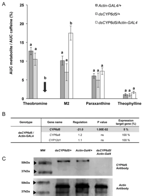 Fig 2. Effect of CYP6d5 knockdown in Drosophila caffeine metabolism. A- The comparison of the normalized quantities of caffeine metabolites reveals a dramatic decrease of theobromine combined with a substantial increase of M2 in CYP6d5 silenced flies (dsCY