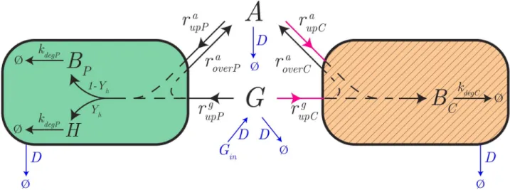 Fig 4. Model of the producer-cleaner consortium. The model describes the protein producer and acetate cleaner strains, in green and hatched orange, respectively