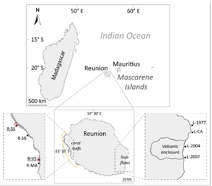 Figure  11. Location of  the sampling sites at Reunion  Island.  , land;  , reef  flat;  , marine  reserve;  , no take zones;  , sampling sites
