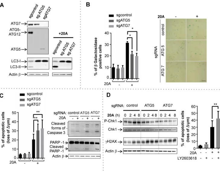 Figure 7. Autophagy disruption causes a deficiency in CHK1 activation and sensitizes cells to apoptosis induced by 20A