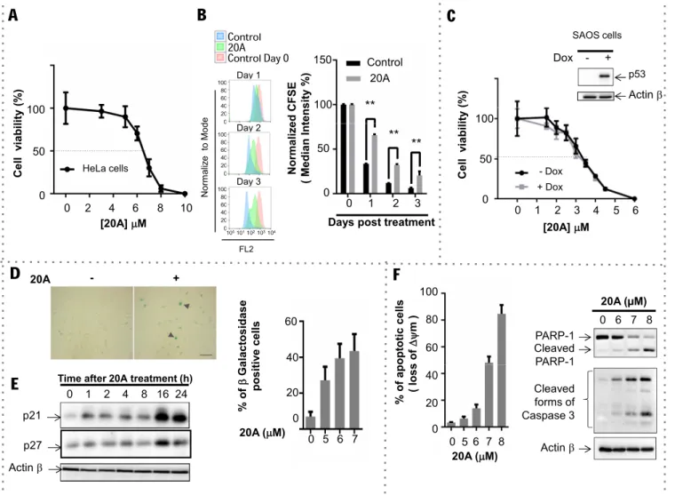 Figure 1. 20A treatment results in cancer cell growth arrest through the induction of senescence and apoptosis