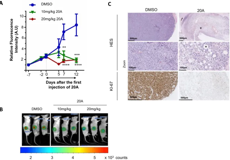 Figure 2. 20A treatment compromises tumor growth in mice bearing HeLa xenografts. (A) The tdTomato fluorescence within tumors was recorded in HeLa xenografts in mice during the treatment period with DMSO (control) or 10 or 20 mg / kg 20A per injection