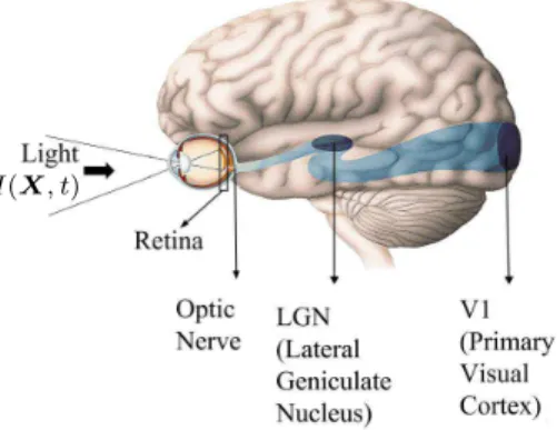 Fig. 2: The retinal layers according to [16]. This figure shows the connectivity and hierarchical structure of the retinal cells.