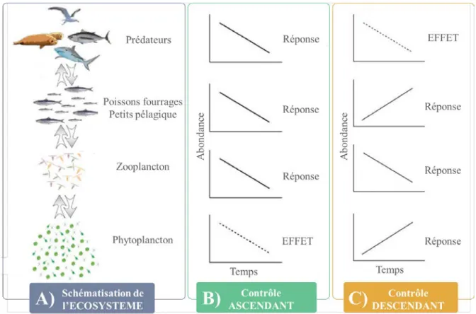 Figure I.5 :  Schématisation des contrôles ascendant et descendant au sein d’un écosystème hypothétique