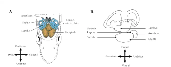 Figure 14: Schéma des coupes de l’otolithe provenant de la gauche de l’encéphale (D'après Pannella 1980)