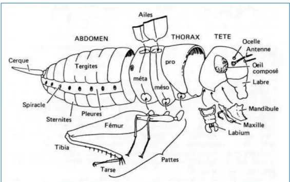 Figure 8 : Morphologie générale d'un insecte (Harood and James, 1979) 