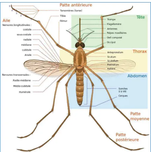 Figure 10: Morphologie générale d'un moustique adulte.  
