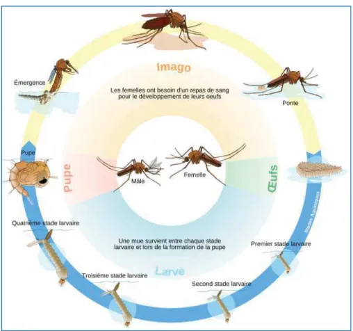 Figure 11: Cycle de reproduction des moustiques  (source : http://entomology.ucdavis.edu)  