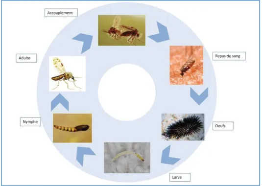 Figure 15 : Cycle biologique de Ceratopogonidae 