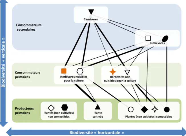 Figure 3 – Représentation schématique de la structure trophique d’une communauté, de sa biodiversité et des interactions dans un agroécosystème (adaptée, d’après Duﬀy et al