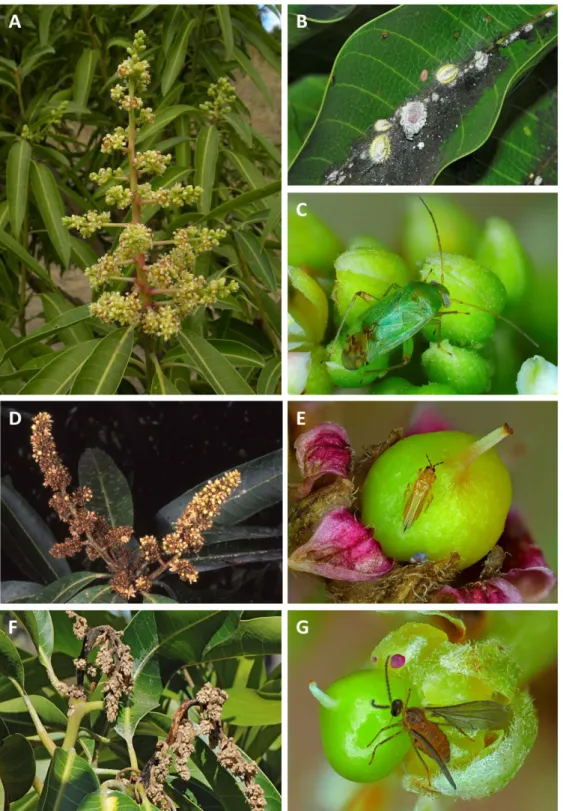 Figure 6 – Inﬂorescence de manguier, les insectes nuisibles et leurs dégâts. A. Inﬂorescence de manguier saine (M
