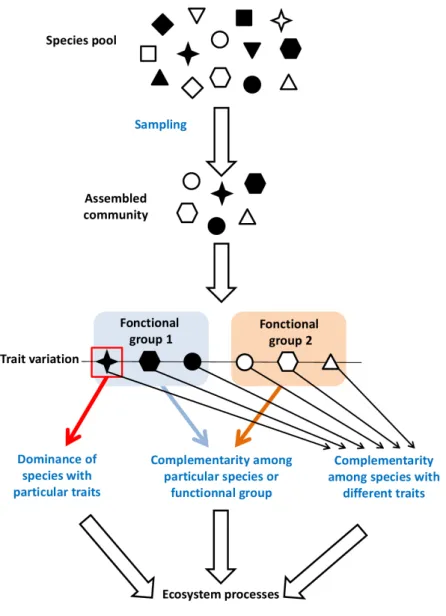 Figure 1.1 – Schematic representation of the mechanisms involved in the relationship between biodiversity and ecosystem function within a single trophic level (Adapted from Loreau et al