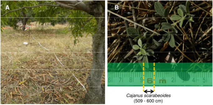 Figure 2.3 – Échantillonnage des communautés végétales. A : transect d’échantillonnage ; B : exemple de mesure de l’occupation par une espèce de plante.
