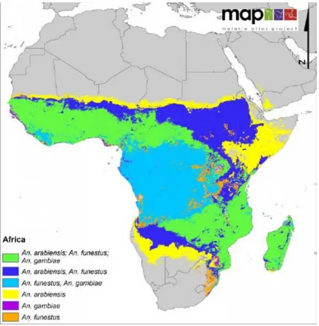 Figure 7. Distribution des espèces vectrices de paludisme dominantes en Afrique.  