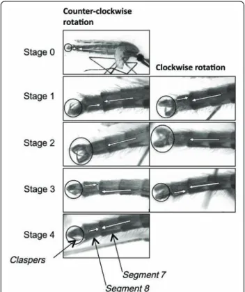 Figure 1 Stages of genitalia rotation for An. arabiensis.