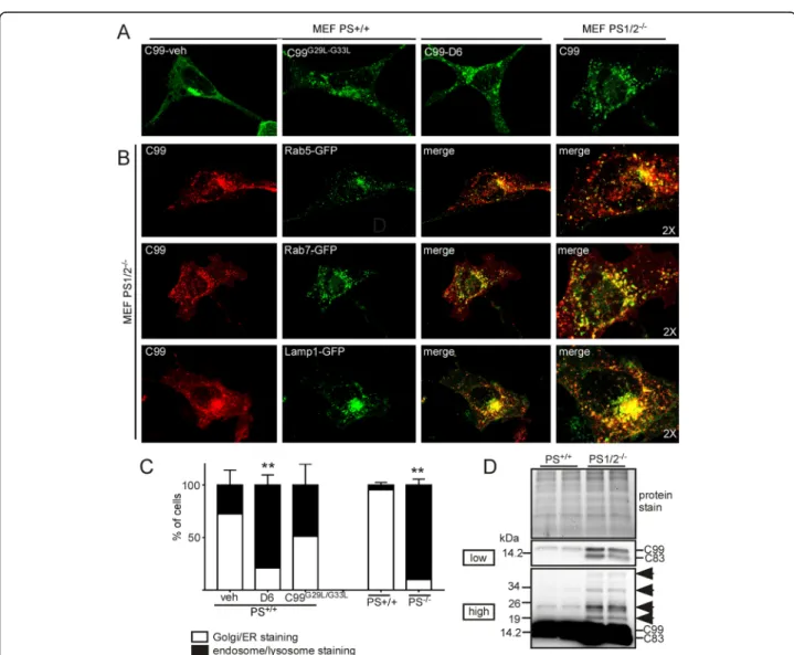 Fig. 4 The subcellular localization of APP-CTFs is different in vehicle- and D6-treated C99-expressing SH-SY5Y and HeLa cells 