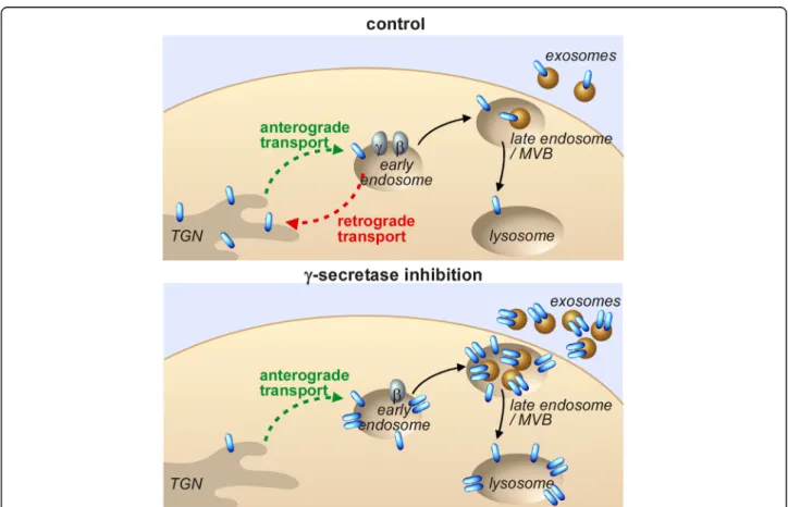 Fig. 7 Hypothetical model of oligomeric APP-CTF-enrichment in exosomes after γ -secretase inhibition