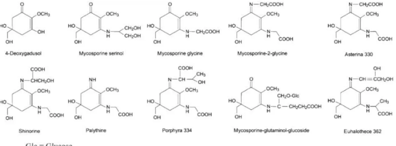 Figure 26 : Formules développées des mycosporines et des acides aminés de type mycosporine