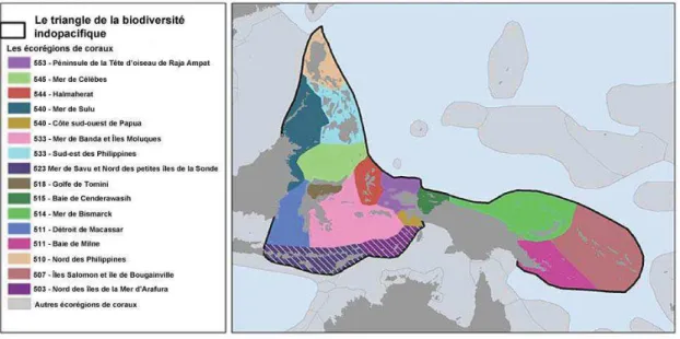 Tableau 1 : Diversité des coraux constructeurs de récifs. Modifié du site outremer.mnhn.fr 