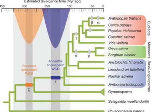 Figure 1 : Evènements anciens de polyploïdie chez les plantes à graines et chez les angiospermes Jiao et al (2011)