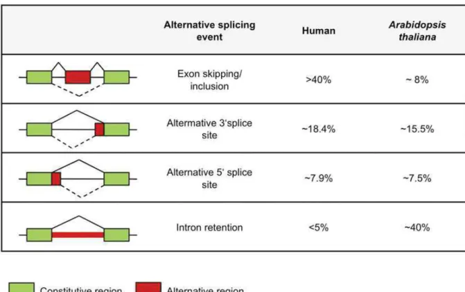 Figure 13 : Fréquence et types d’épissage alternatif fréquent chez  l’homme et chez  Arabidopsis thaliana