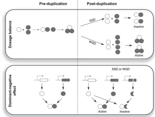 Figure 17 : Hypothèses expliquant la résistance de certains gènes à la duplication, pour des WGD ou des  duplications  de  petite  échelle  (small  scale  duplication  SSD)