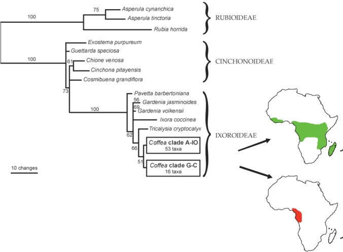 Figure 18 : Phylogénie moléculaire des caféiers sur la base de l’analyse de l’ADN chloroplastique  (Anthony et al