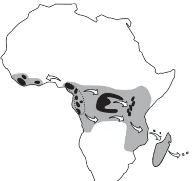 Figure 20 : Dispersion du genre Coffea à partir d’un centre d’origine située en basse Guinée (Anthony  et al