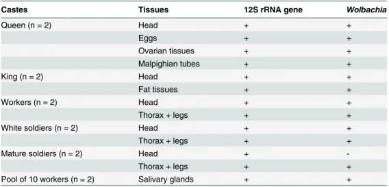 Table 2. Tissue distribution of Wolbachia in Cubitermes castes and stages.