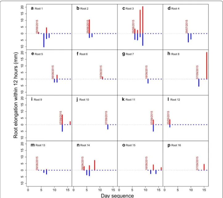 Fig. 7  Root elongation reached 20 mm day −1  in certain roots. No significant differences were found in elongation between day and night over an  interval of 10 days measured using a time‑lapse camera