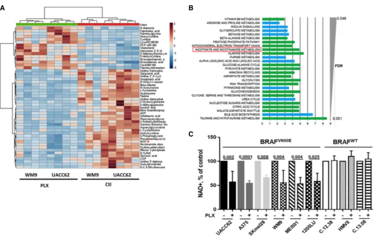 Figure 1. PLX4032 decreases the levels of NAD + in BRAF V600E melanoma cells. (A) Heat map of the top 40 metabolites significantly reg- reg-ulated by 5 µM PLX4032 for 24 h in WM9 and UACC62 cells