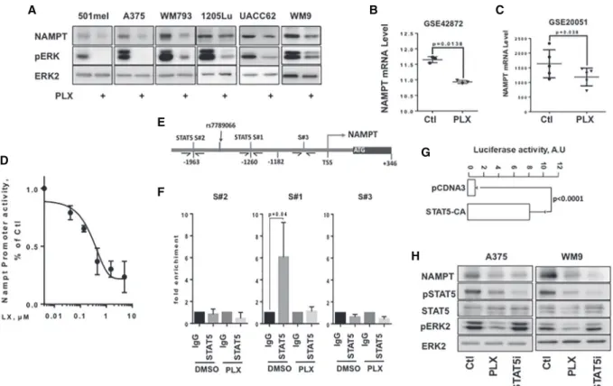 Figure 2. The BRAF/MEK/ERK signaling pathway regulates NAMPT expression at the transcriptional level