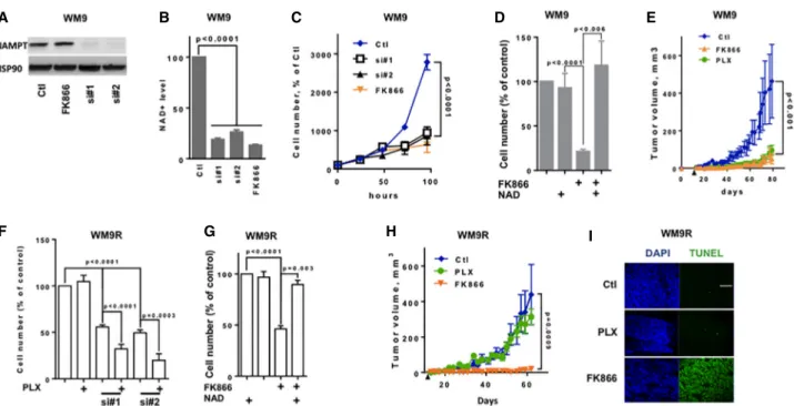 Figure 3. NAMPT inhibition decreases melanoma cell proliferation and xenograft development and restores PLX4032 sensitivity