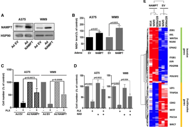 Figure 4. NAMPT affects the sensitivity of melanoma cells to BRAFis. (A) Western blot analysis of NAMPT expression in A375 and WM9 melanoma cells transduced with a control empty adenovirus (EV) or an adenovirus encoding NAMPT (Ad NAMPT)