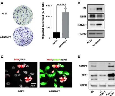 Figure 6. NAMPT enhances the motile capacity of melanoma cells. (A) Boyden chamber experiments of control or NAMPT-overexpressing WM9 melanoma cells