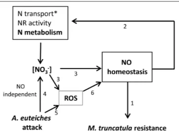 FIGURE 5 | GSNO reductase activity in M. truncatula roots 7 dpi.
