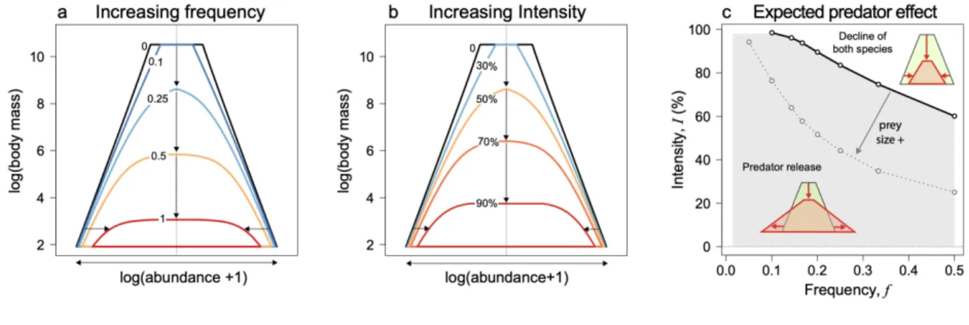 Figure 6: Graphical summary of the effects of disturbances on the shape of size-abundance 622 