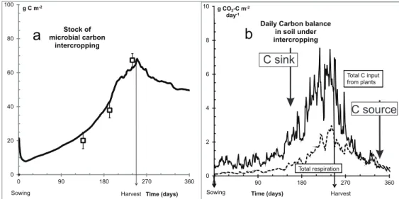 Fig. 3. a) measured and modelled daily evolution of the microbial C stocks during the growth of durum wheat and faba bean in  intercropped plots; b) modelled evolution of total C inputs and outputs in soil during intercropping